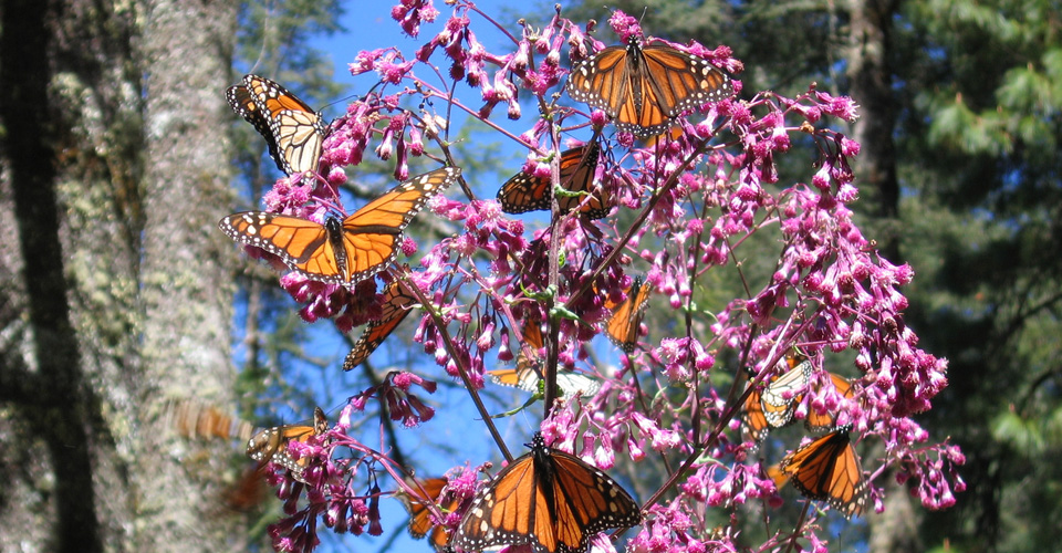 Flight of the Butterflies