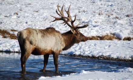 A Quiet Season Journey in Yellowstone Country