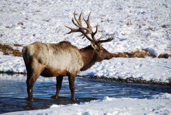 A Quiet Season Journey in Yellowstone Country