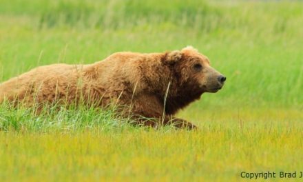 Nat Hab's Own Brad Josephs Stars in New Discovery Channel Program on Alaska's Grizzly Bears