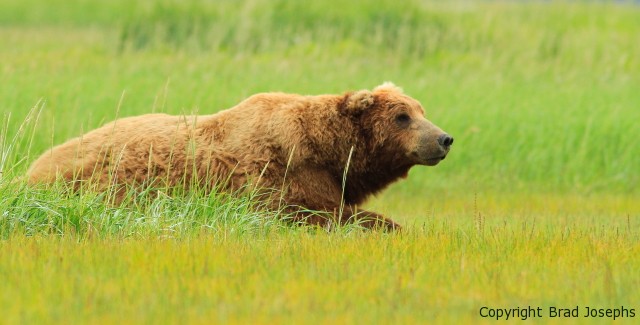 Nat Hab's Own Brad Josephs Stars in New Discovery Channel Program on Alaska's Grizzly Bears