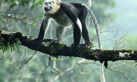 The Most Endangered Animals You’ve Never Heard Of