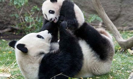 Top 10 Cutest Mother/Baby Wildlife Photos: A Mother's Day Tribute