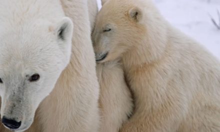 Polar Bear Adventure Sweepstakes–Deadline June 30!