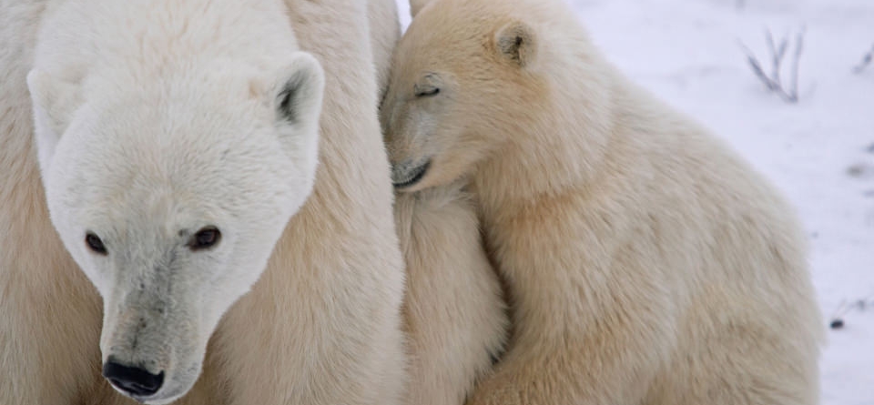 Polar Bear Adventure Sweepstakes–Deadline June 30!