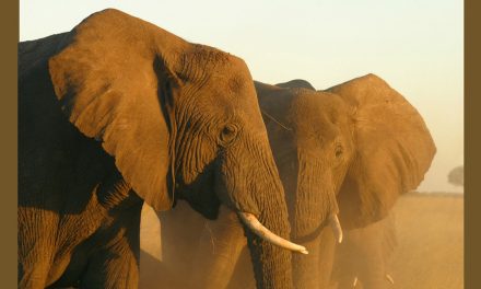 Using Elephants to Pay for Our Wars