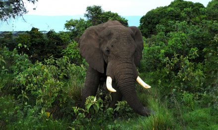 Video: Writing the World’s First Elephant Dictionary