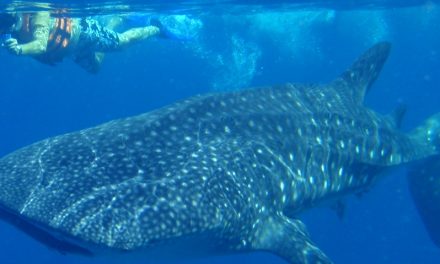 What Not to do When Swimming with Whale Sharks