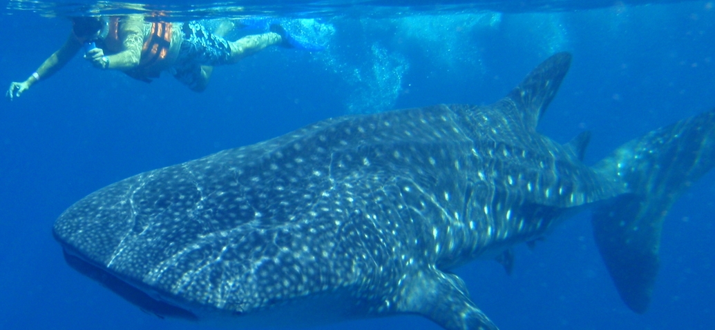 What Not to do When Swimming with Whale Sharks