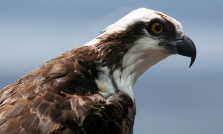 Watch as Ospreys Demonstrate Their Hunting Skills