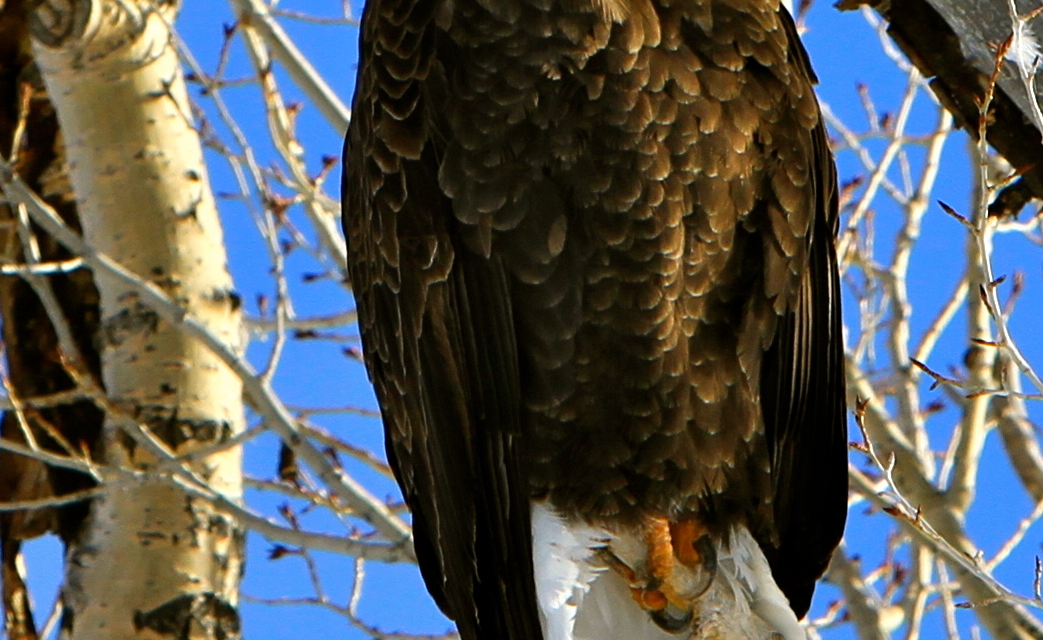 Happy 4th of July! Fun Bald Eagle Facts [Infographic]