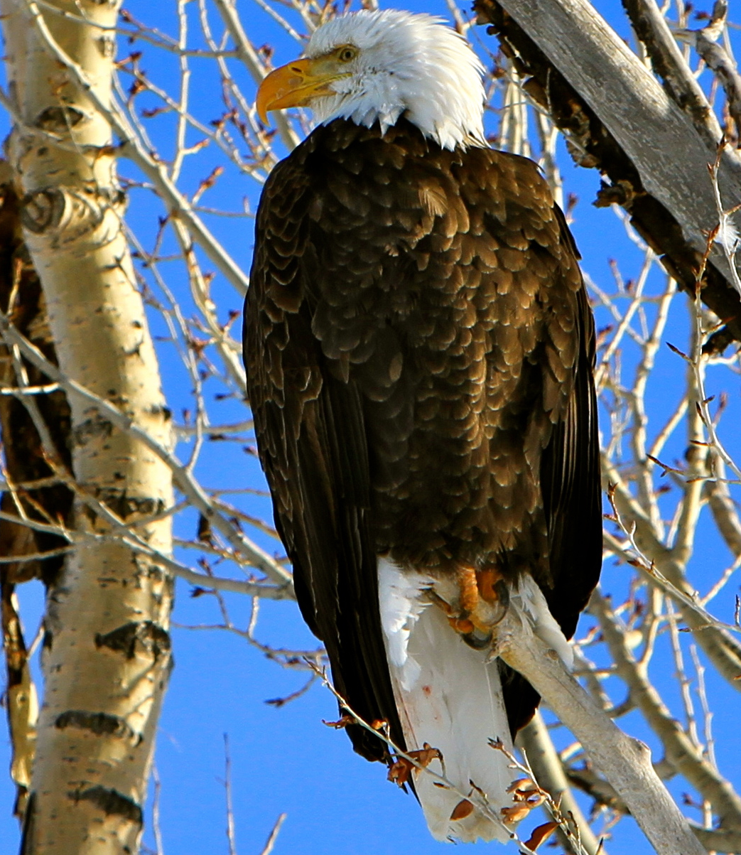 Bald Eagle in Yellowstone National Park