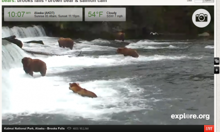 A Beary Great Reality Show