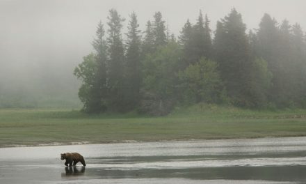 The Endangered Species Act’s 40th Birthday: Time for a Makeover?