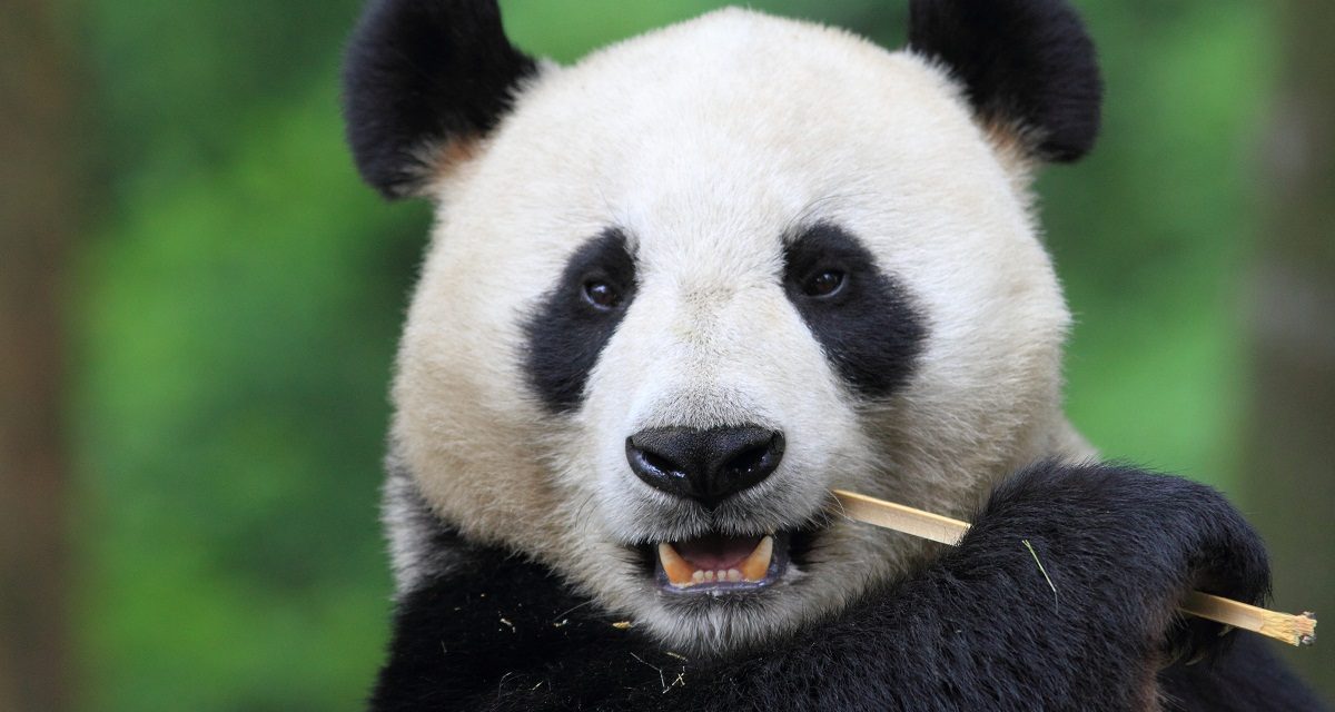 Giant Panda Gives Birth to Twins at Zoo Atlanta
