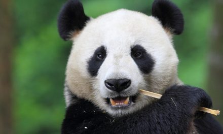 Giant Panda Gives Birth to Twins at Zoo Atlanta