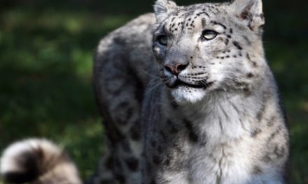 Snow Leopard Threatened Due to Rising Demand for Cashmere