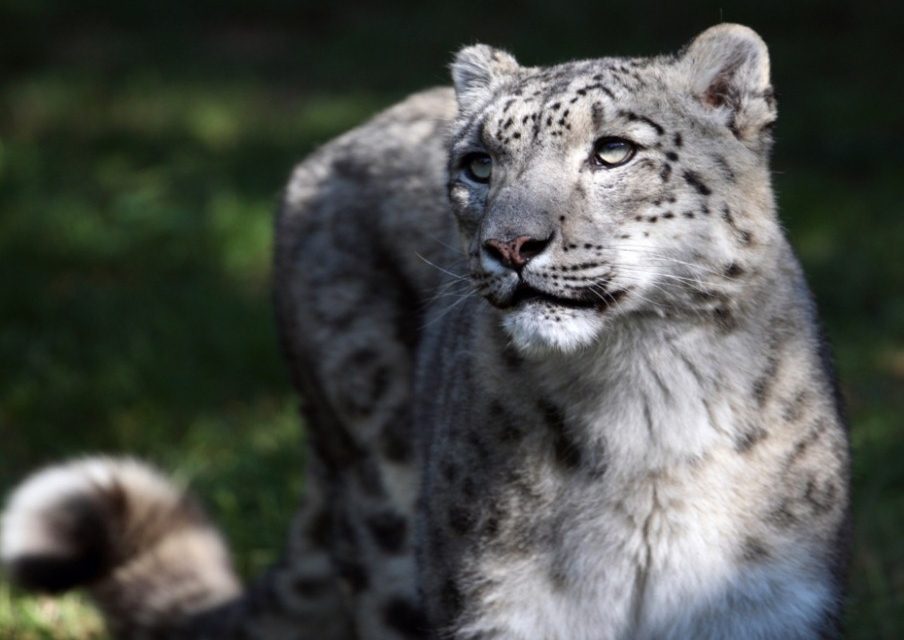 Snow Leopard Threatened Due to Rising Demand for Cashmere