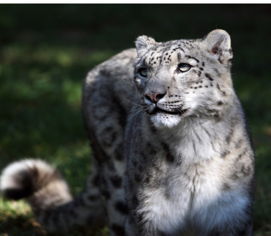 Snow leopard photo