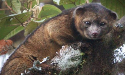 New Mammal Species Discovered in the Andes