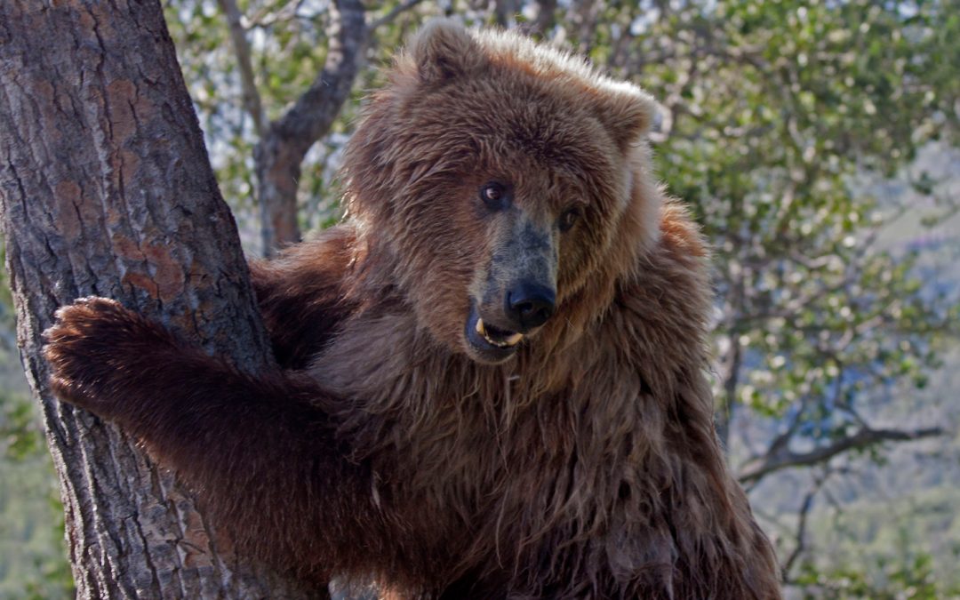 Photo Essay: Grizzly Climbs a Tree in Katmai National Park and Preserve