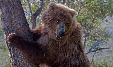 Photo Essay: Grizzly Climbs a Tree in Katmai National Park and Preserve
