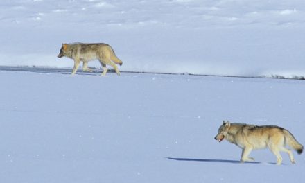 Could a New “Voice Recognition” Software Program Help Protect Wolves?