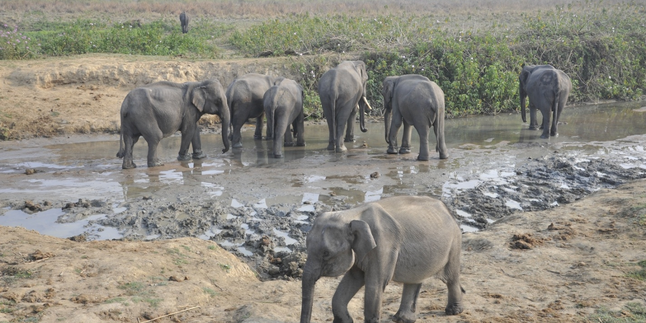 A Lifetime of Elephant Memories