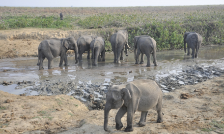 A Lifetime of Elephant Memories