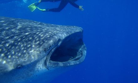 Celebrate International Whale Shark Day with 7 Fun Facts about Whale Sharks