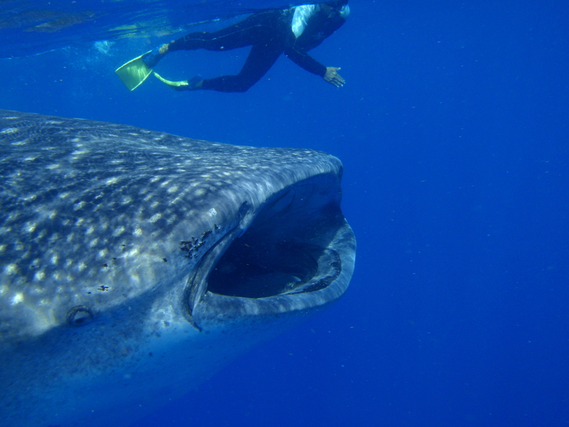 Celebrate International Whale Shark Day with 7 Fun Facts about Whale Sharks