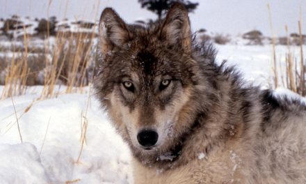 Audio Tales: Listen to the Howls of Wolves