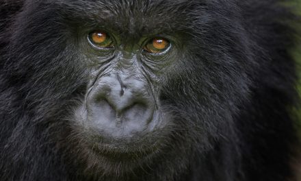 Gorillas Thwart Poachers: Should Animals Be Trained to Participate in Their Own Conservation?
