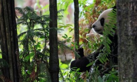Travel Tales: Baby Pandas & China's Unseen Treasures