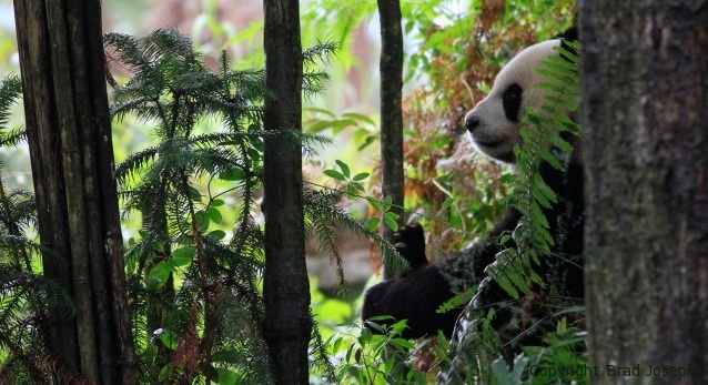 Travel Tales: Baby Pandas & China's Unseen Treasures