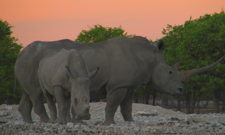 Happy World Rhino Day! Take this Quiz to Test your Rhino IQ!