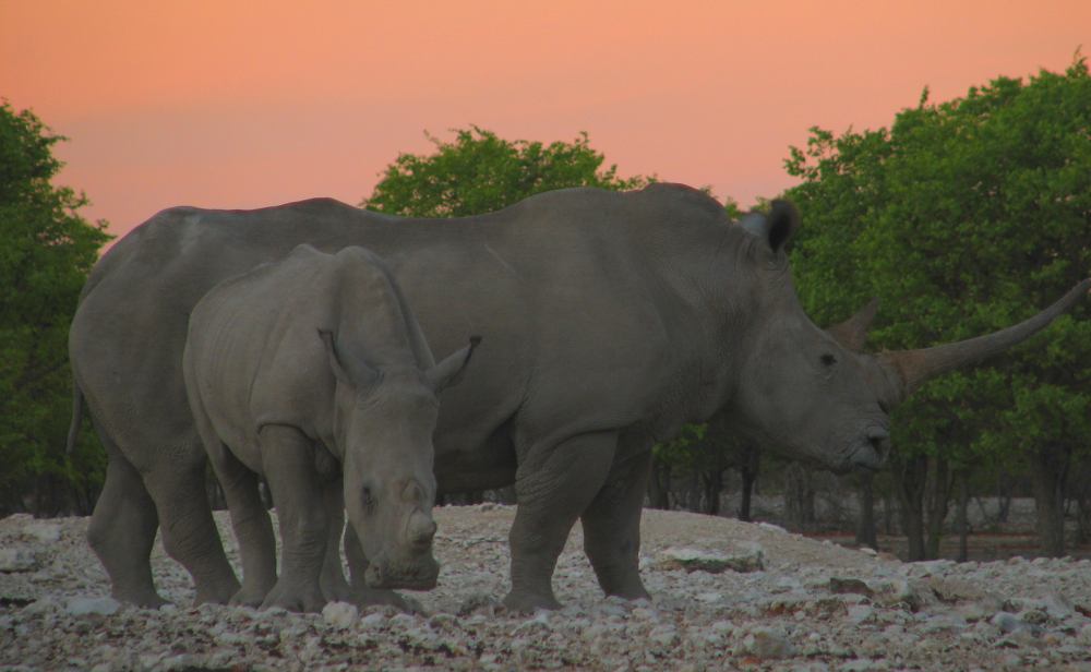 Mom and Baby Rhino