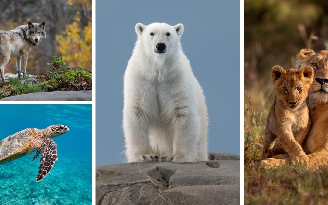 Happy National Wildlife Day!