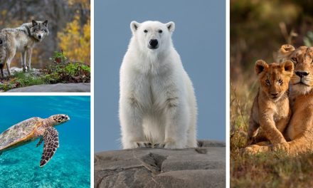 Happy National Wildlife Day!