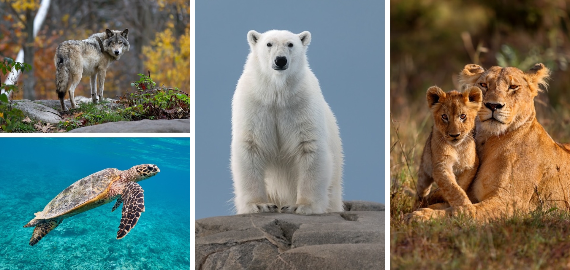 National Wildlife Day