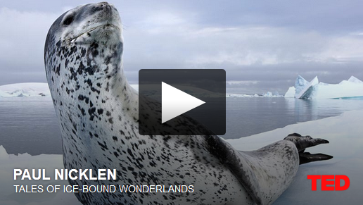 Tales of Ice-Bound Wonderlands – A Ted Talk by Paul Nicklen