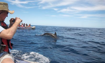 Wild Dolphins Identify Themselves by Individual “Names”: Will It Change How We Treat Them?