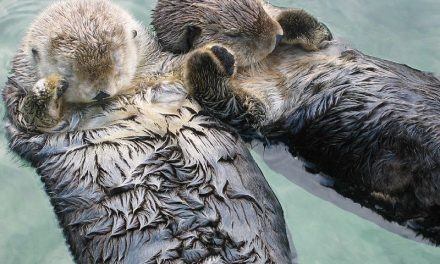Celebrate Sea Otter Awareness Week with These Five Sea Otter Facts