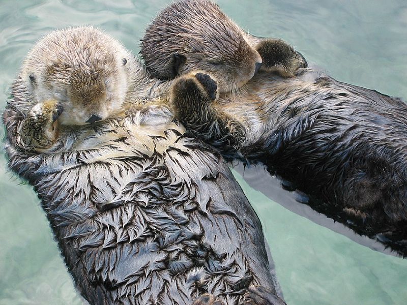 Celebrate Sea Otter Awareness Week with These Five Sea Otter Facts