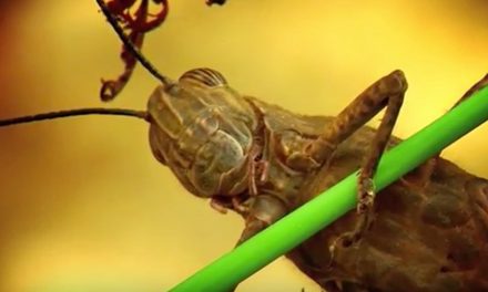 Nature on the Small Scale: Video of Life in a Garden