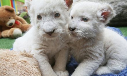 Rare White Lion Cubs Born at an Australian Wildlife Park!