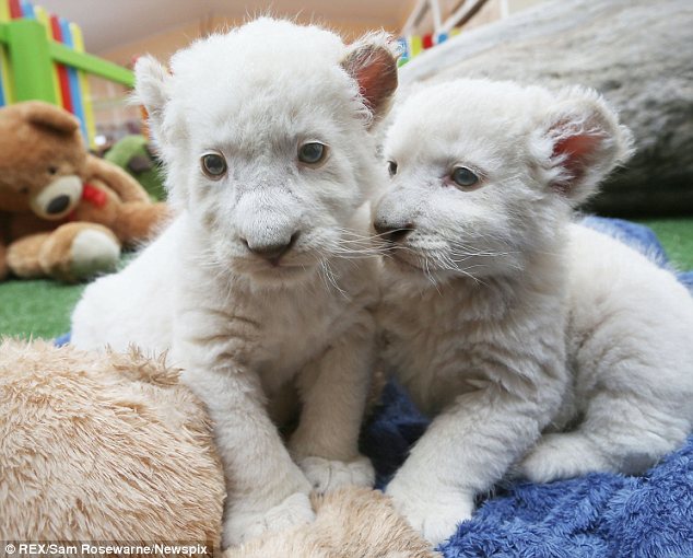 White Lion Cubs