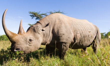 Borana Rhino Relocation – Extending Conservation in Kenya