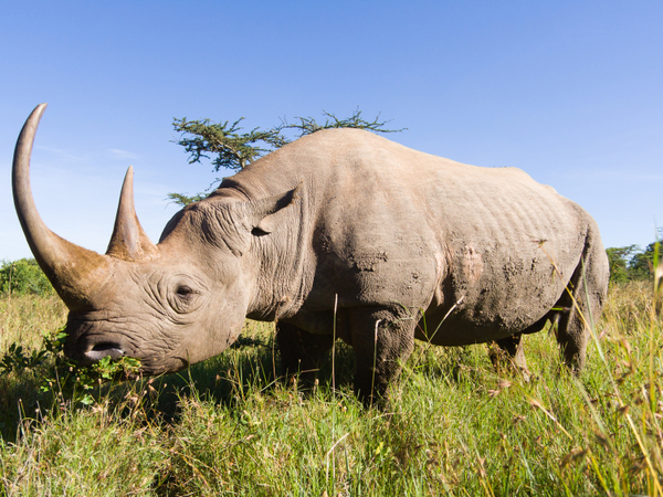 Borana Rhino Relocation – Extending Conservation in Kenya