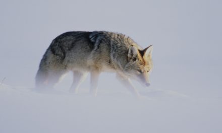 Is the Ability to Identify Wildlife an Endangered Skill, or Unnecessary Knowledge?